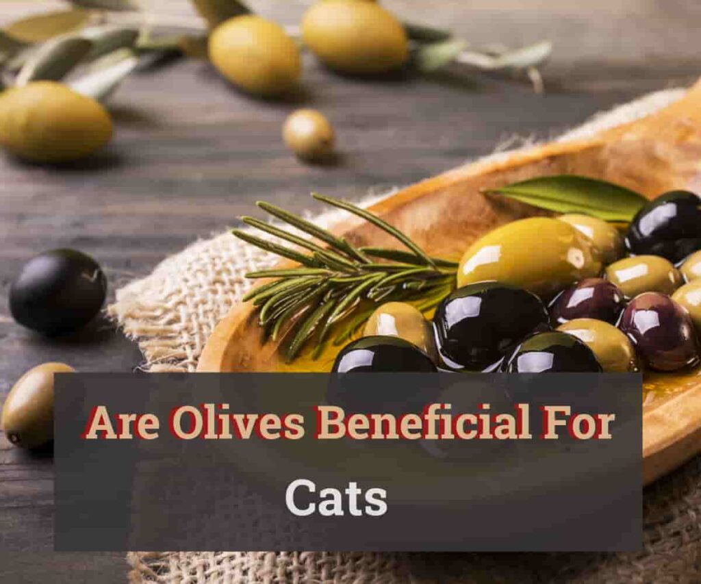 Are-Olives-Beneficial-For-Cats-1