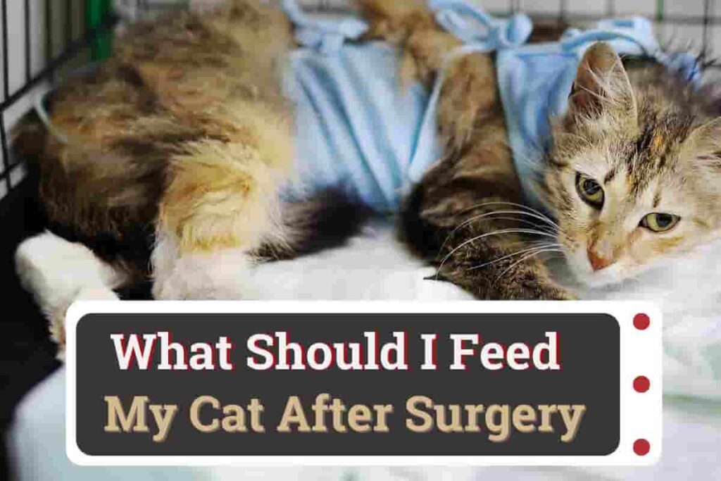 What Should I Feed My Cat After Surgery