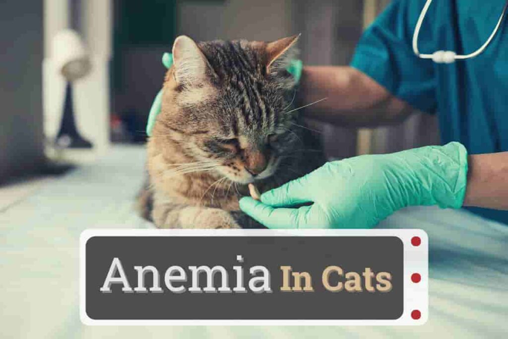How to treat anemia in cats