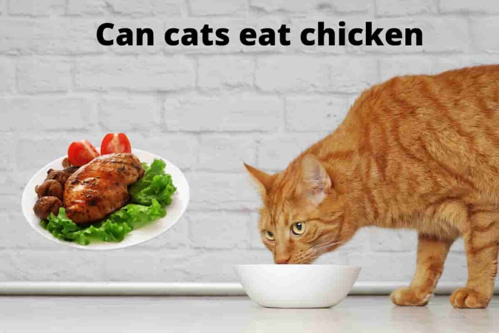 Can cats eat boiled chicken 
