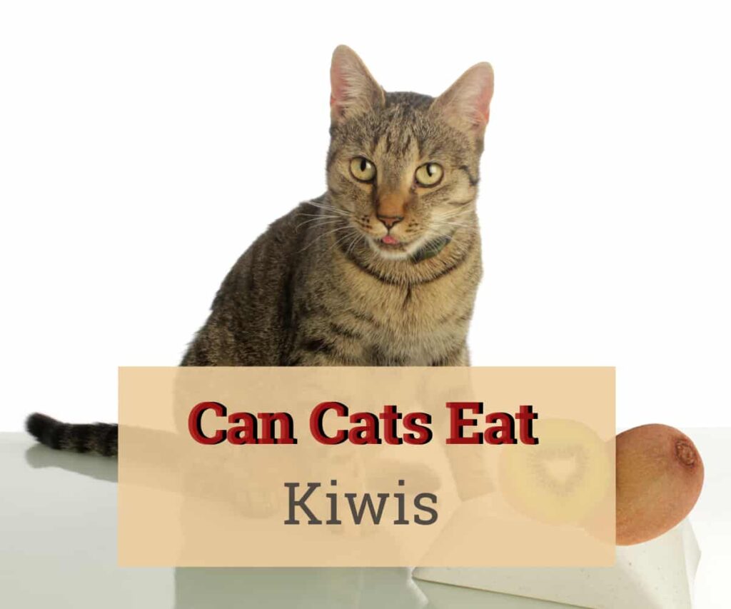 can cats eat kiwis