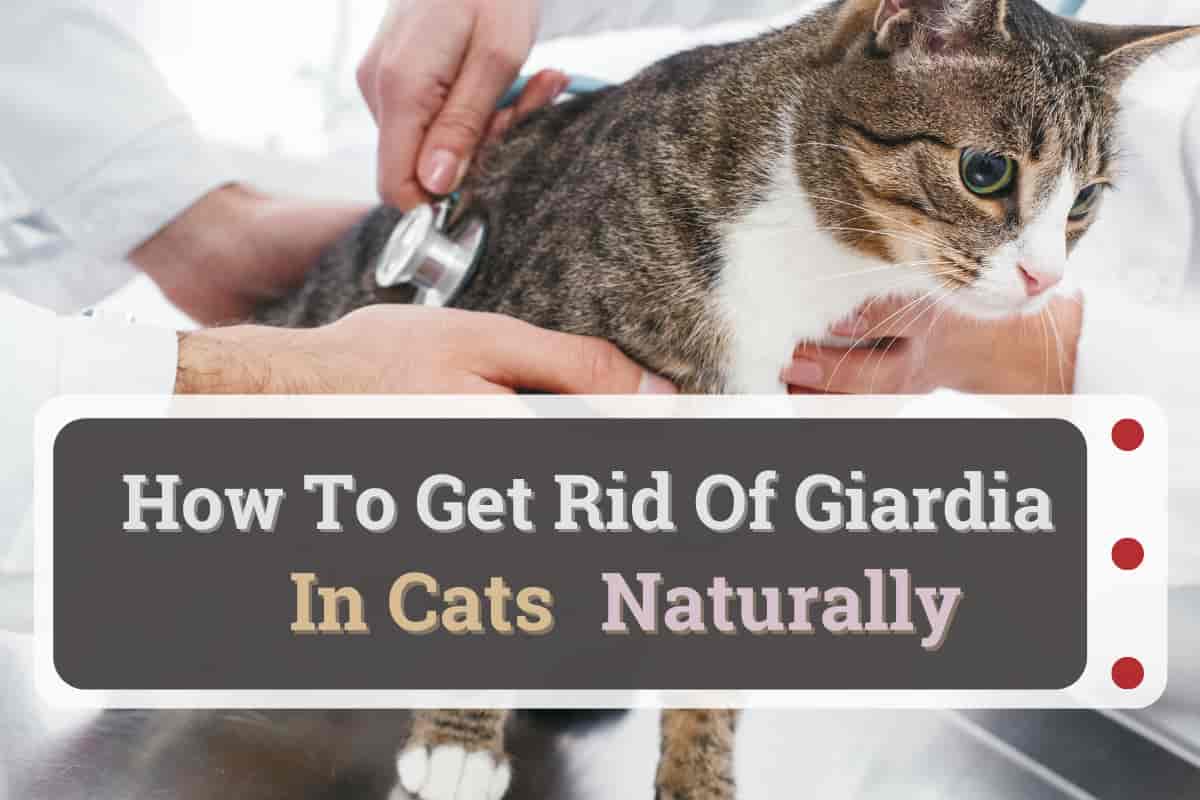 How to get rid of giardia naturally