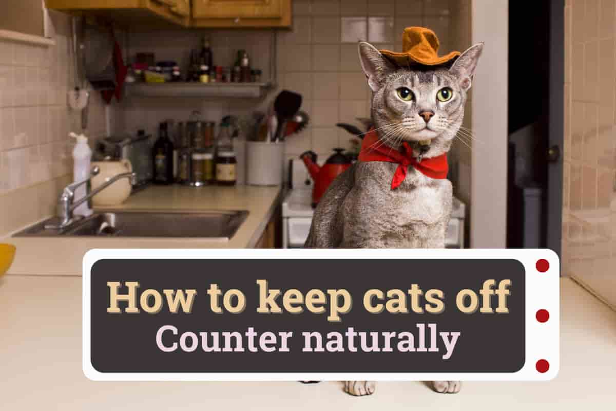 How to keep cats off counters naturally