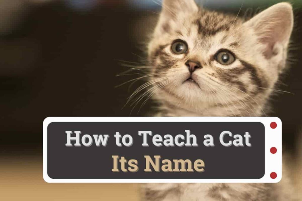 how to teach a cat its name