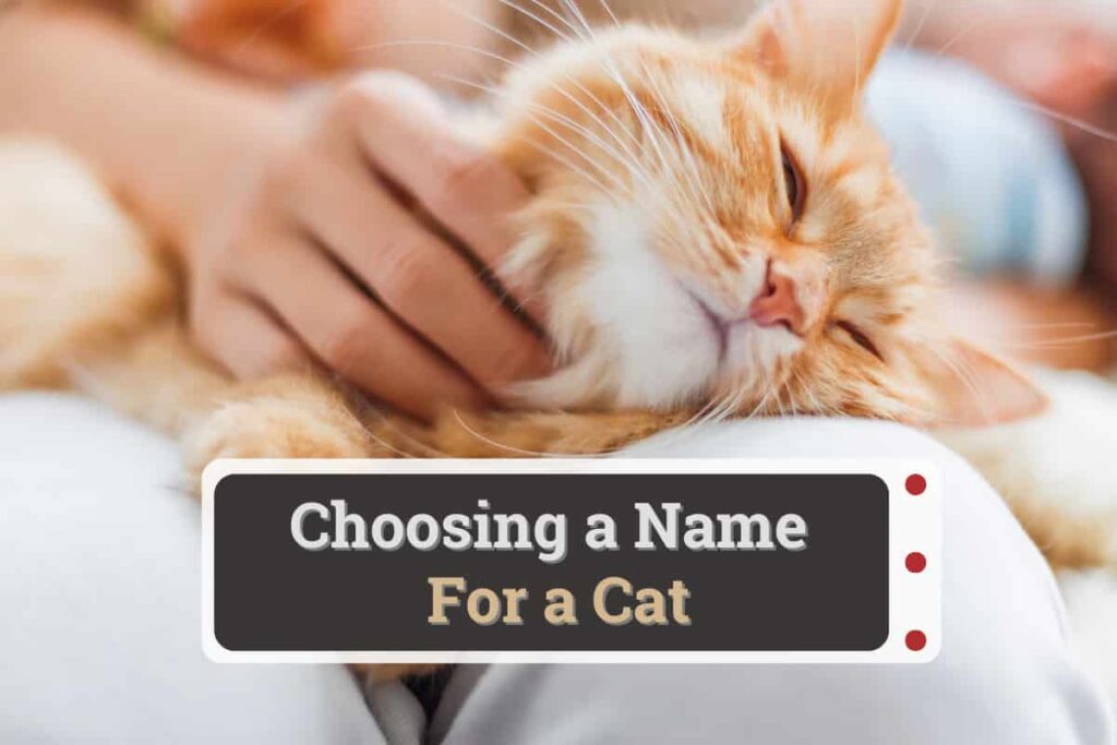 how to teach a cat its name