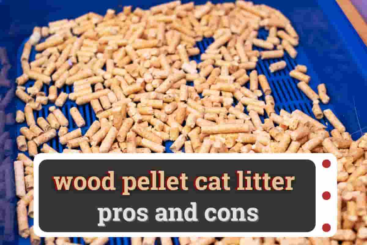wood pellet cat litter pros and cons