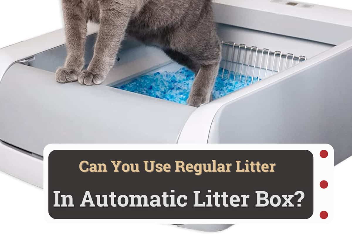 Can You Use Regular Litter In Automatic Litter Box