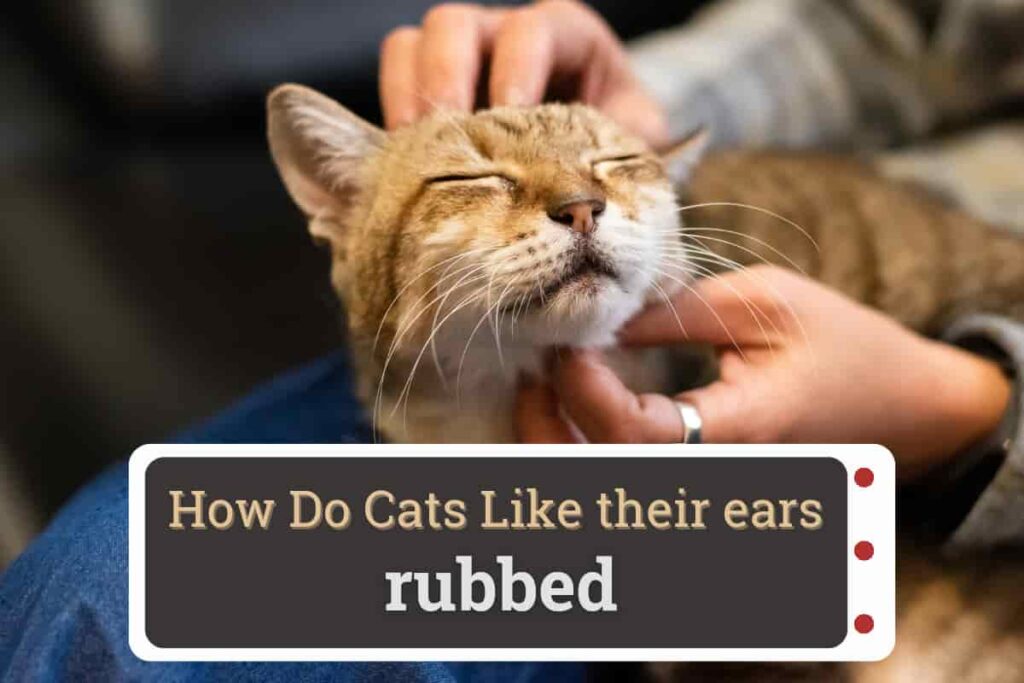 How Do Cats Like Their Ears Rubbed