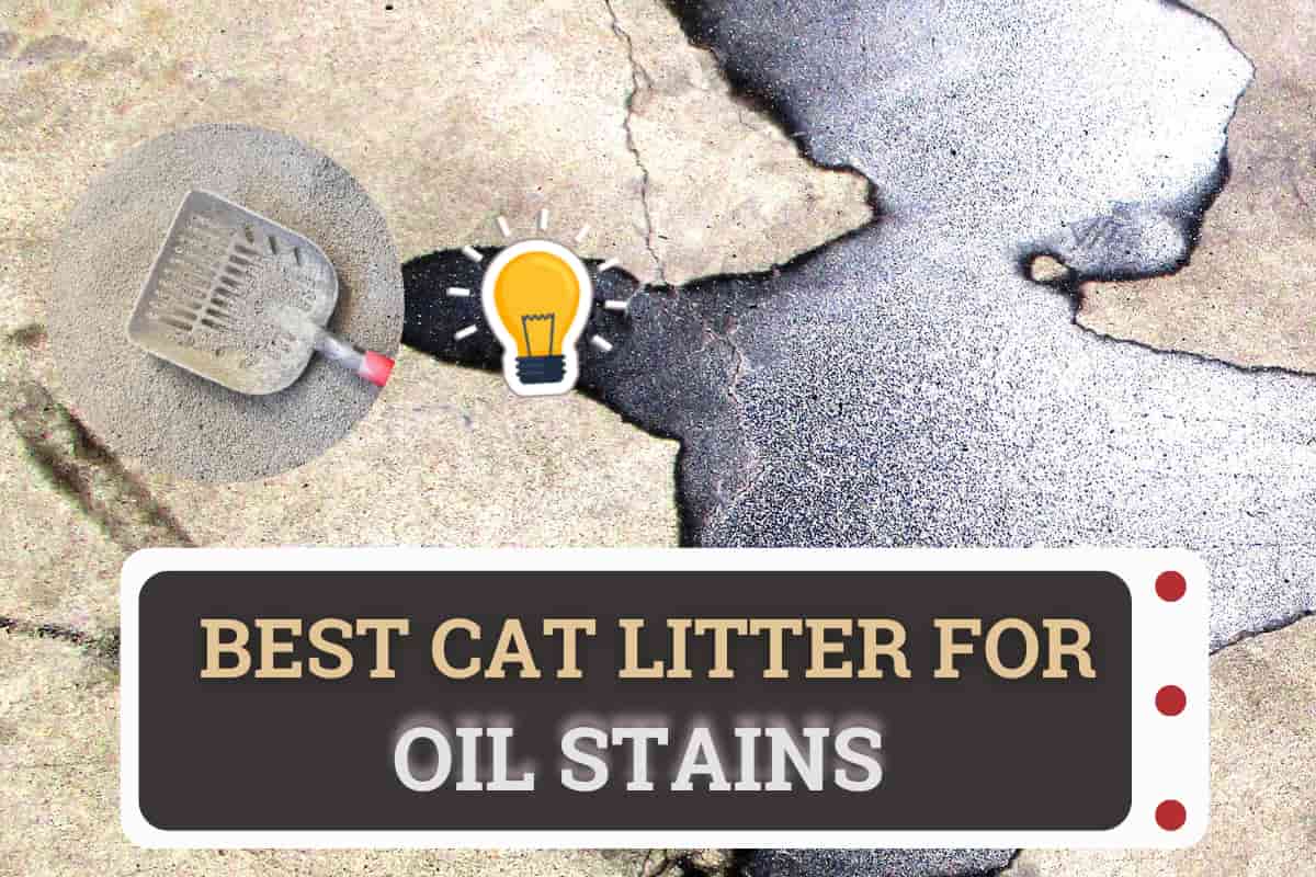 best cat litter for oil stains
