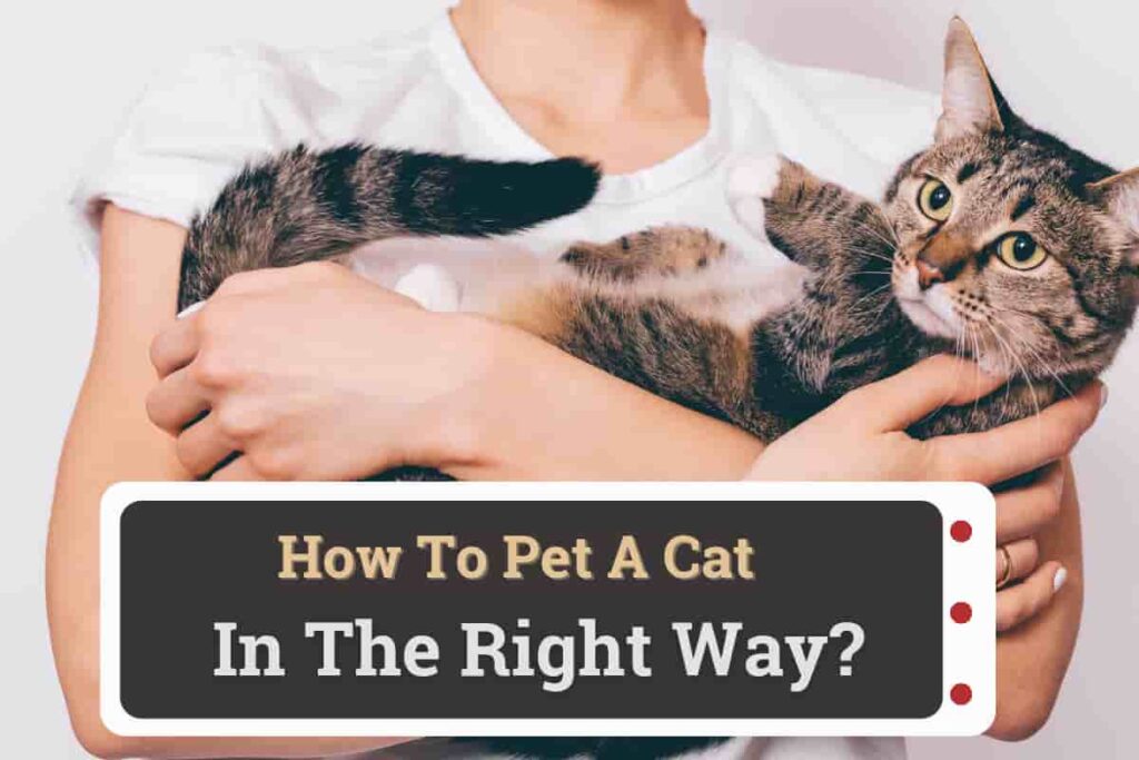 How To Pet A Cat In The Right Way 