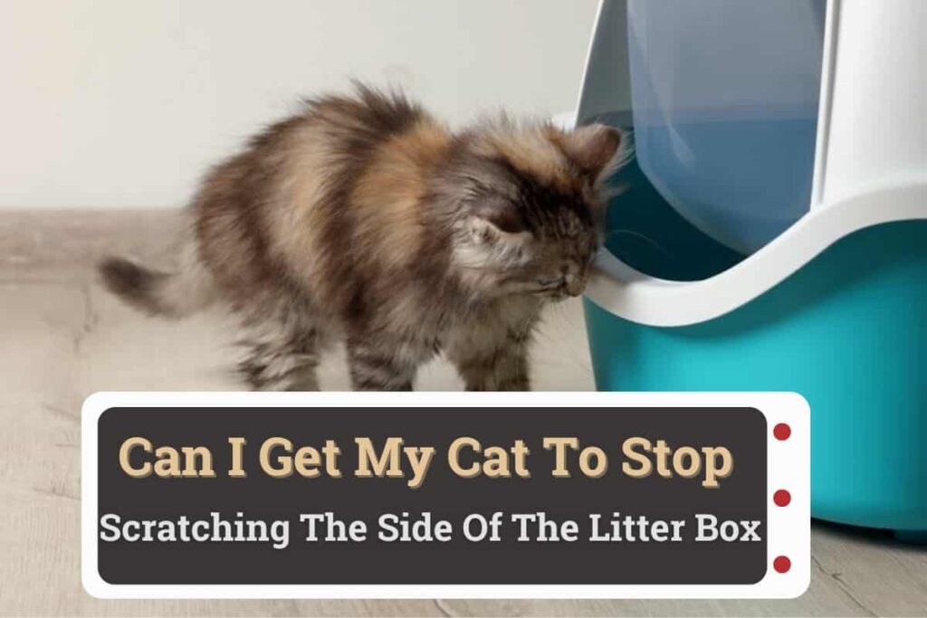 Stop scratching the sides of the litter box