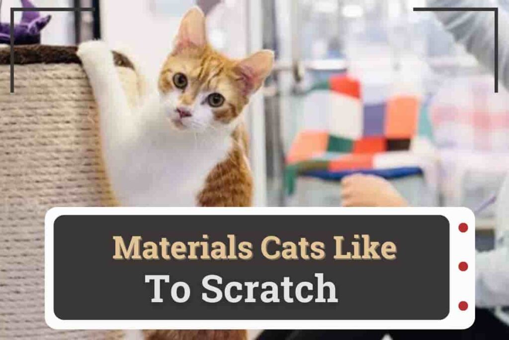 Materials Cats Like To Scratch