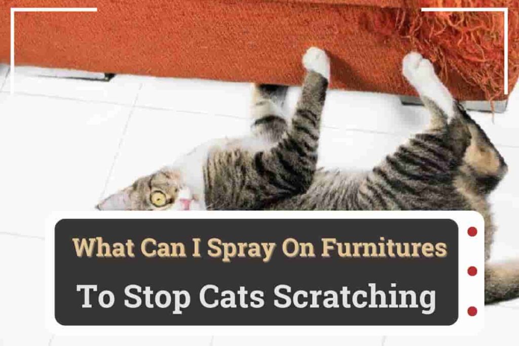 What Can I Spray On Furniture To Stop Cats Scratching?
