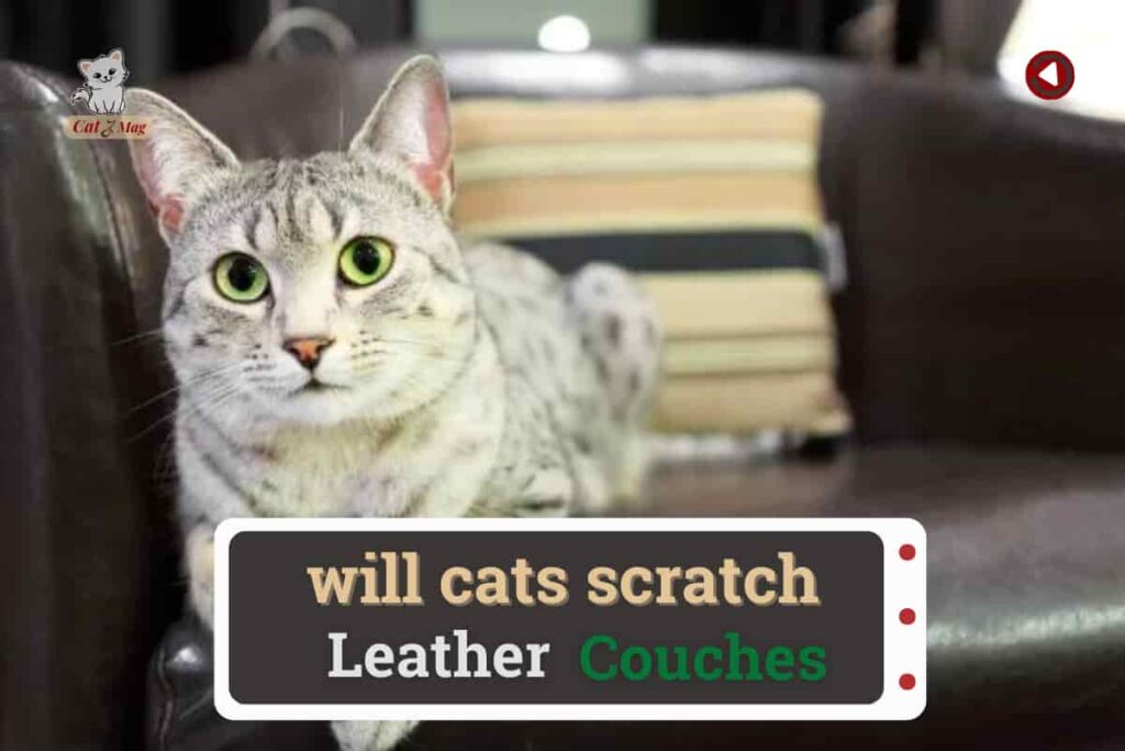 Will Cats Scratch Leather Couches