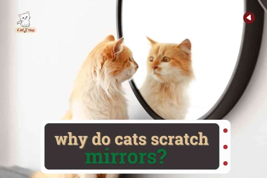 Why Do Cats Scratch Mirrors