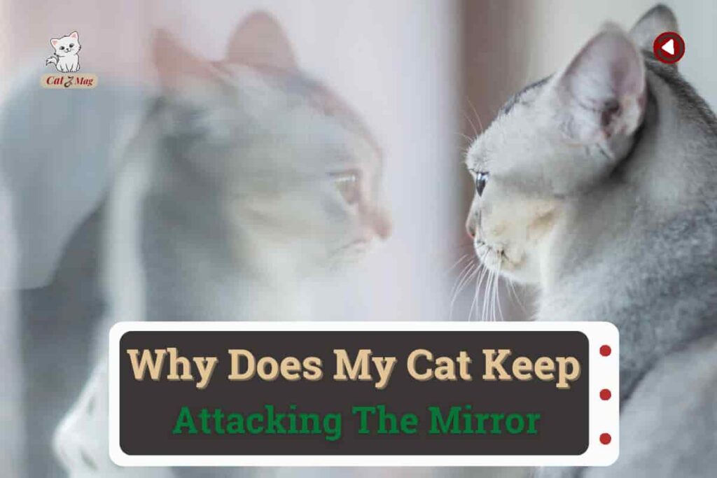 Why Does My Cat Keep Attacking The Mirror