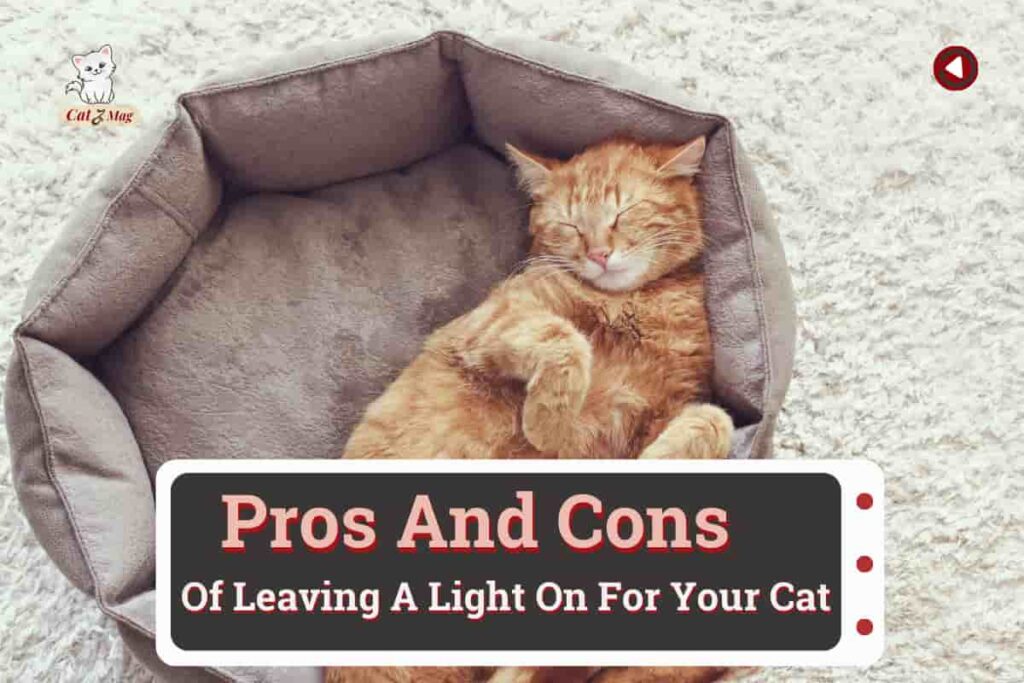The Pros And Cons Of Leaving A Light On For Your Cat
