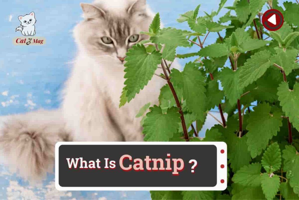 Why Do Cats Go Crazy When Giving Them Catnip?