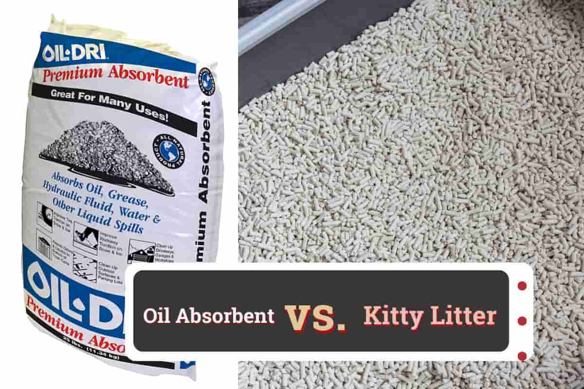 Oil Absorbent vs. Kitty Litter: Understanding 9 The Differences